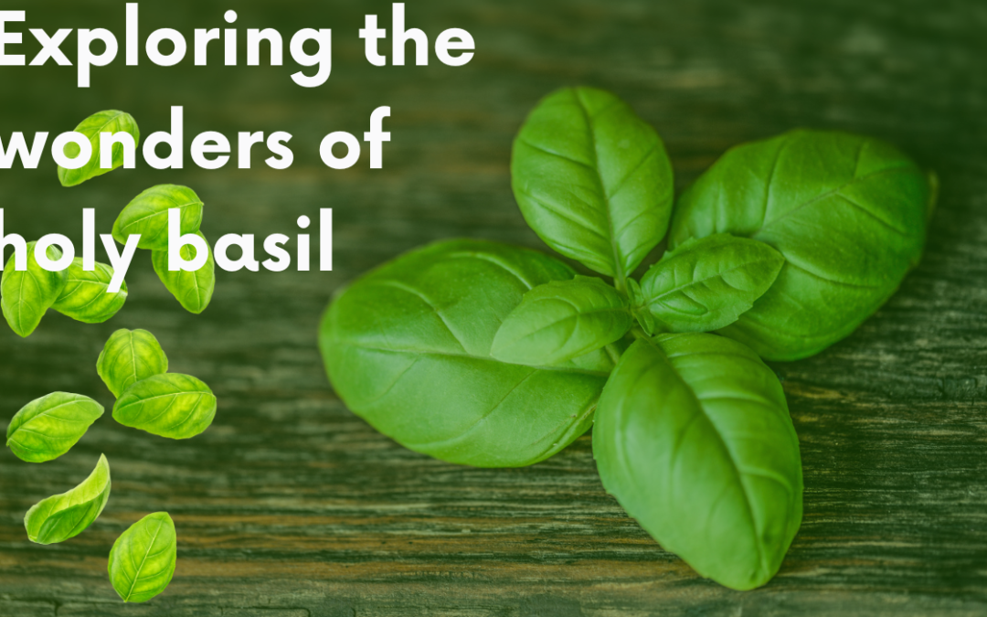 Exploring the wonders of holy basil