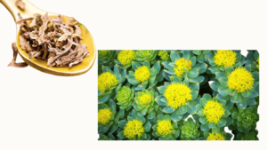 Rhodiola rosea compared to ashwagandha 