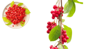 Schisandra berry compared to ashwagandha