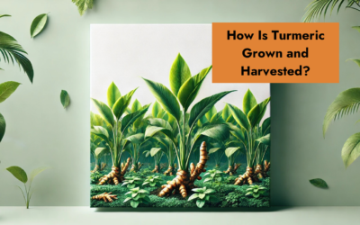 How Is Turmeric Grown and Harvested?