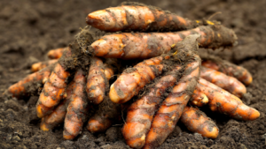 Cultivation of turmeric